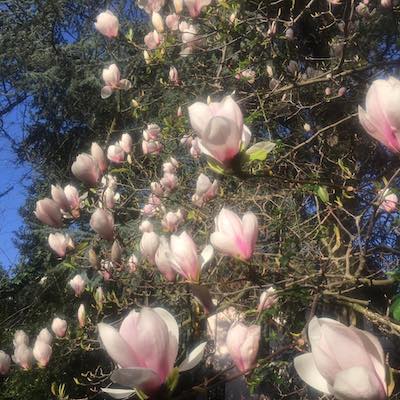 magnolia2.jpg