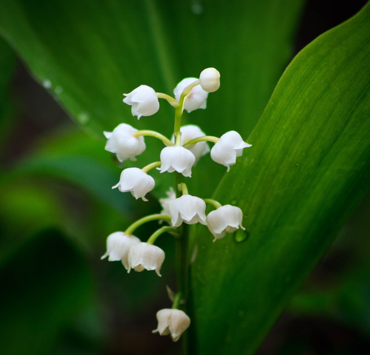 muguet.jpg